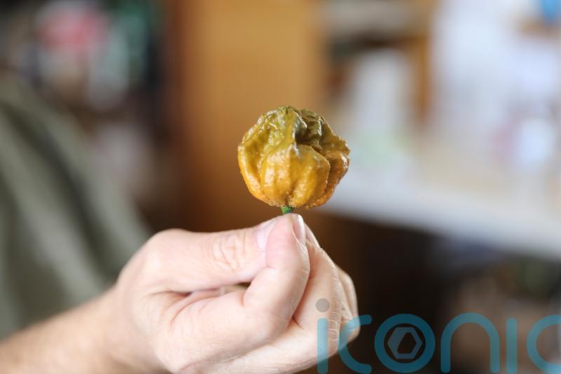 Chilli expert scorches his own heat record with the Pepper X