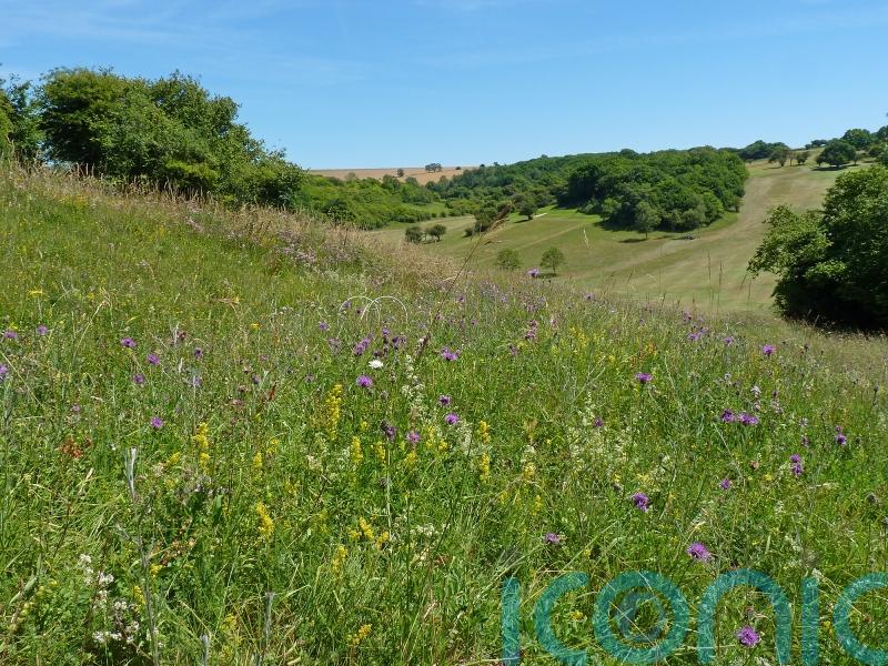 Golf course becomes haven for butterflies in South Downs National Park