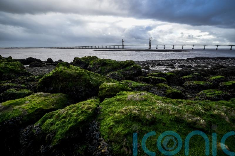 Our European ancestors ate seaweed and freshwater plants, study suggests