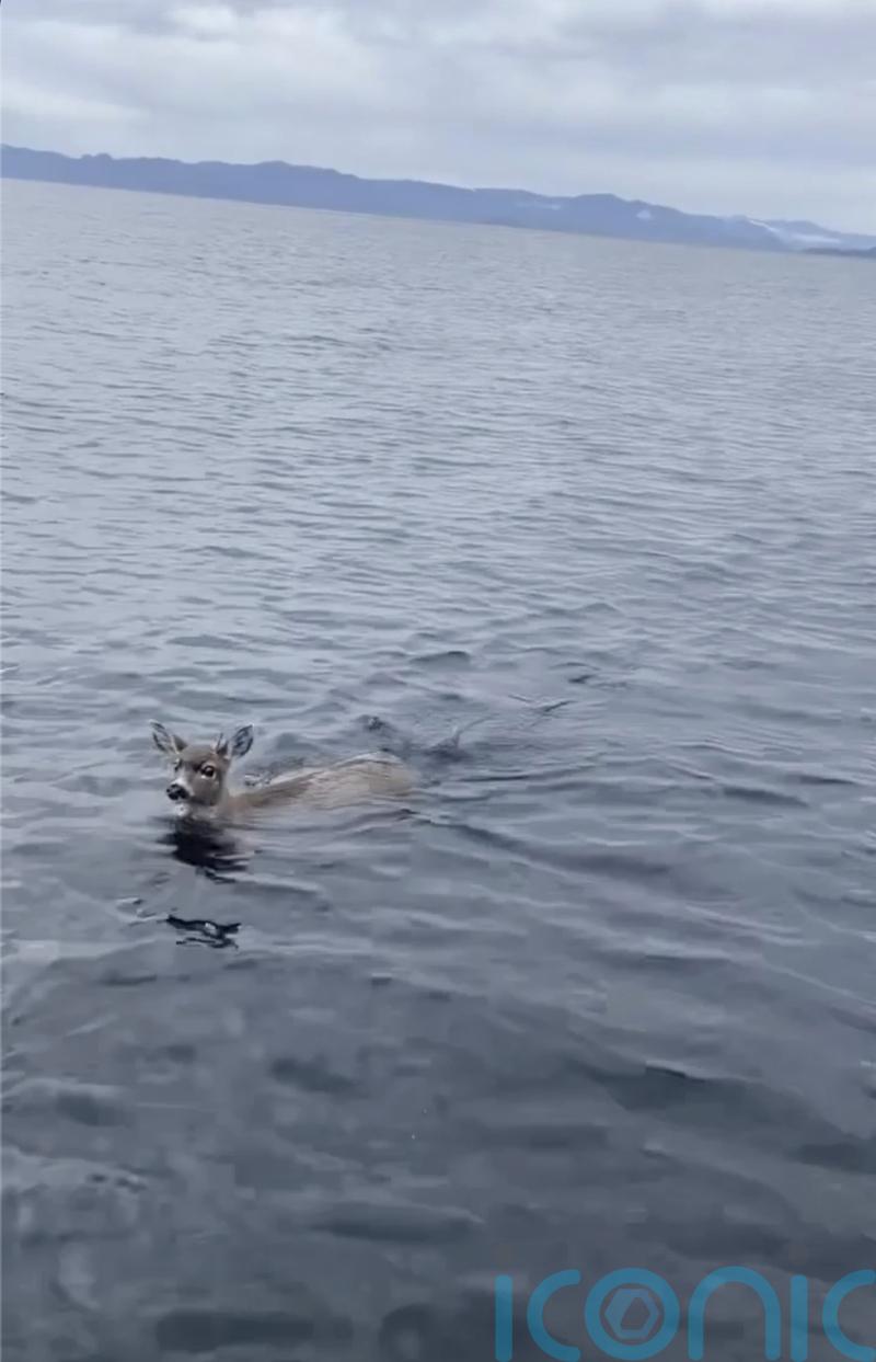 Deer struggling in cold water saved by US troopers who give them a lift in boat