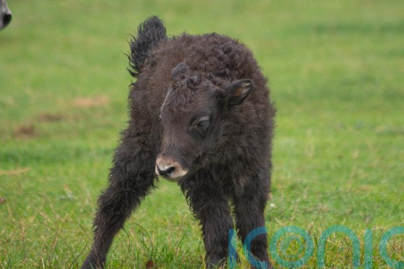 Baby yaks Tonks and Cedric ‘completely captivate’ visitors at Whipsnade Zoo