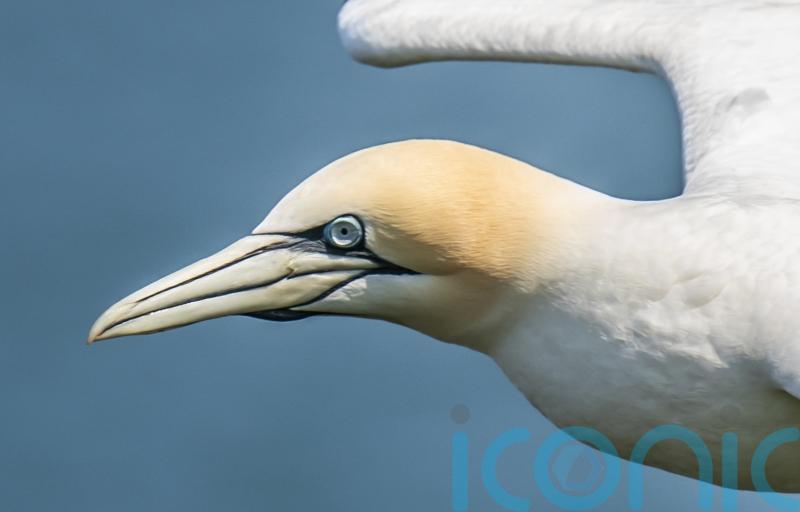 Some seabirds developing immunity to avian influenza, study shows