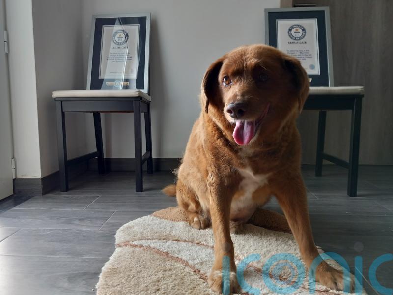 World’s oldest dog dies in Portugal aged 31