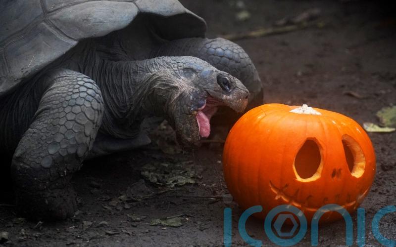 In Pictures: London Zoo animals celebrate Halloween with pumpkin treats