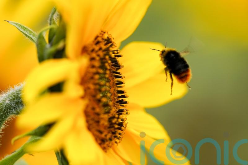 Bumblebees ‘prioritise getting maximum calories in shortest time’