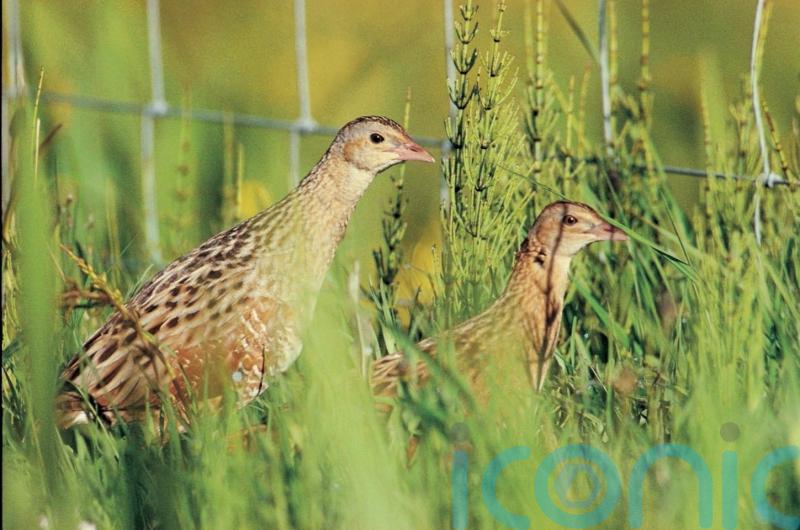 Number of corncrakes in Scotland increases for first time in five years