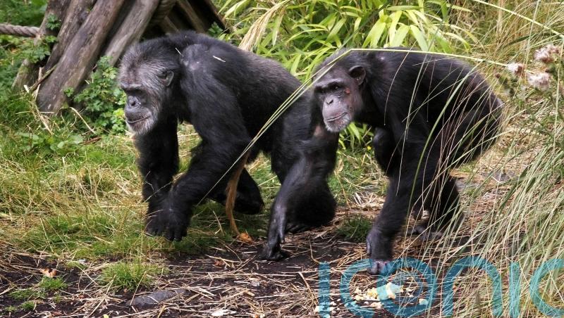 Researchers find ‘first proof of menopause in wild chimpanzees’