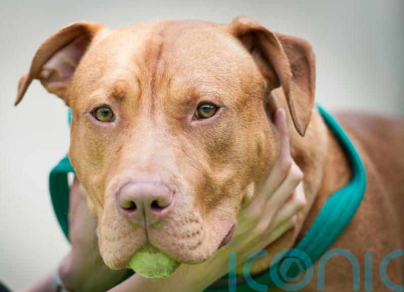 Data says thousands of banned dogs living in British homes with owners