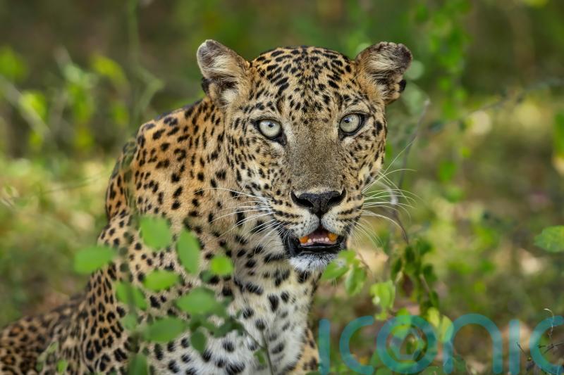 Leopards feature in latest edition of acclaimed wildlife photobook series