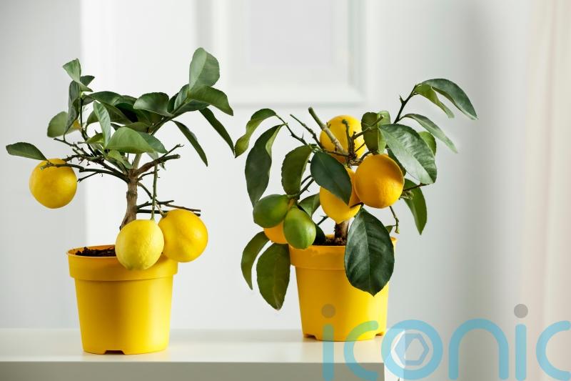 5 edible houseplants to brighten your home – and satisfy your tastebuds