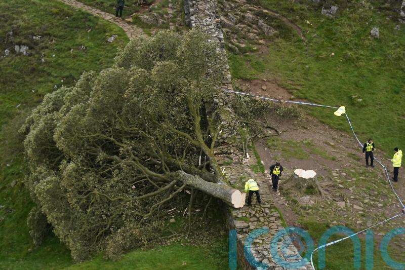 Two more arrests made over felling of world-famous Sycamore Gap tree