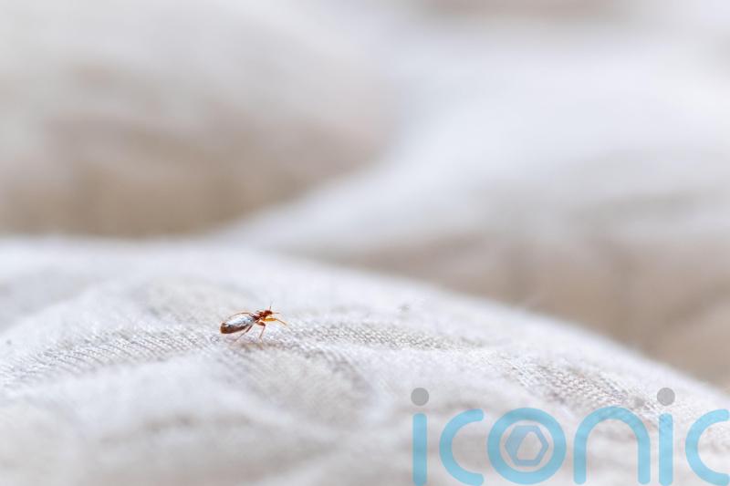 Library in west London shuts after staff spot bedbugs