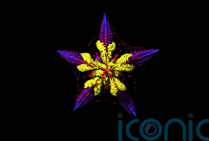Starfish bodies may more closely resemble a head, study suggests