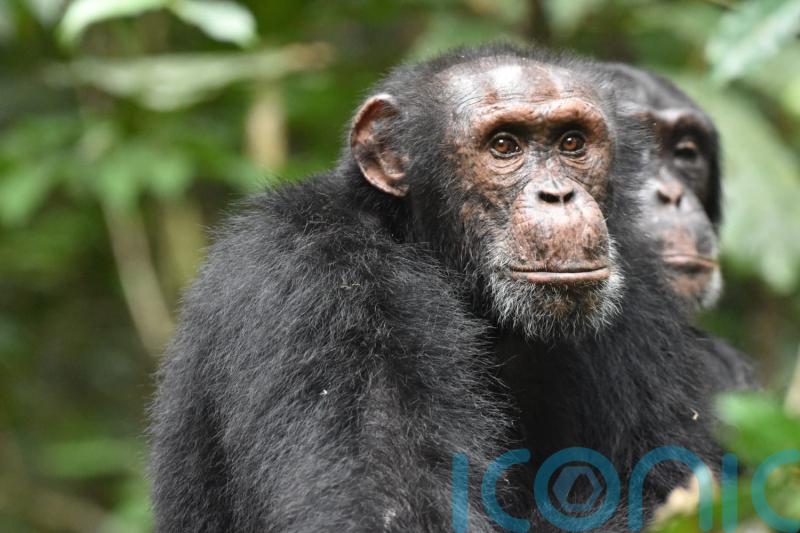 Chimpanzees go to hilltops to gather information about rival groups, study finds