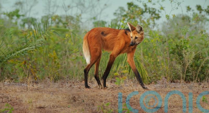 Death of rare wolf after Planet Earth filming ‘reminder of what could be lost’
