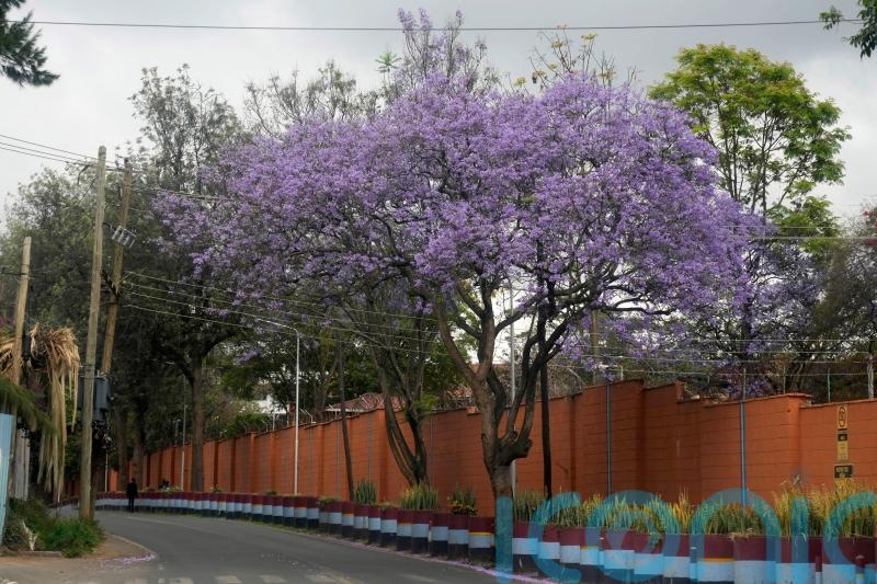 Kenya declares surprise public holiday in campaign to plant 15 billion trees