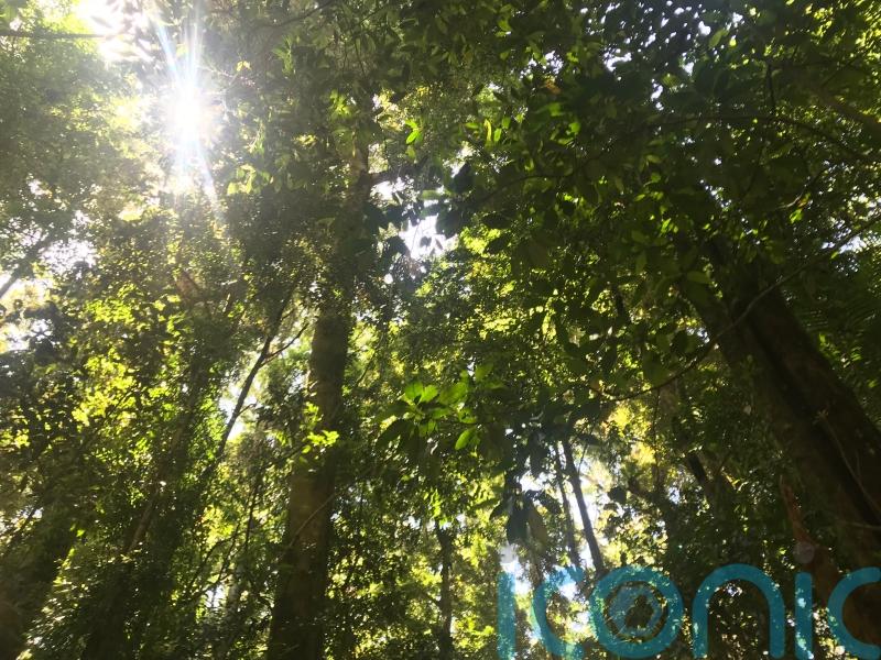 UK imports ‘linked to deforestation twice the size of Paris in under two years’