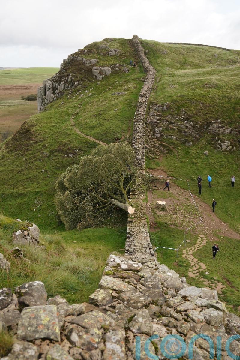 Hadrian’s Wall was damaged by felled Sycamore Gap tree, experts say