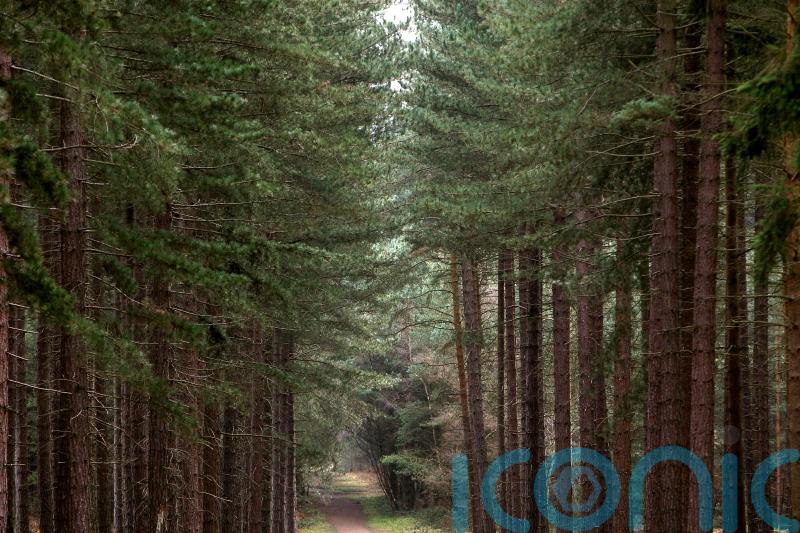 Experts predict ‘catastrophic ecosystem collapse’ of UK forests within 50 years