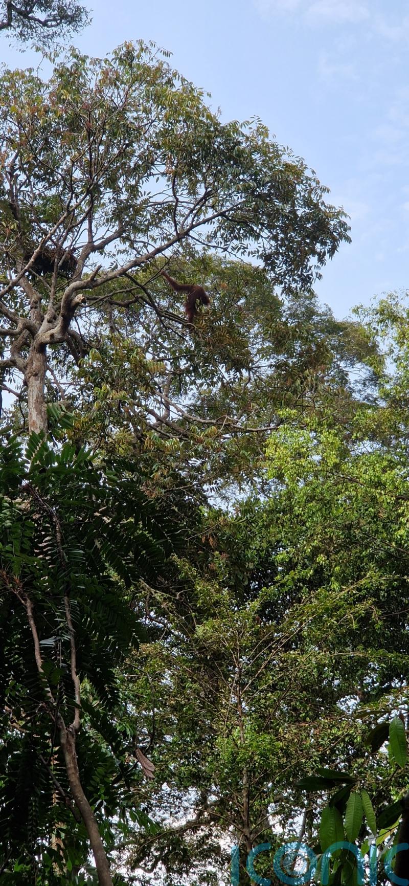 Firm using AI to map trees from space in bid to save tropical forests