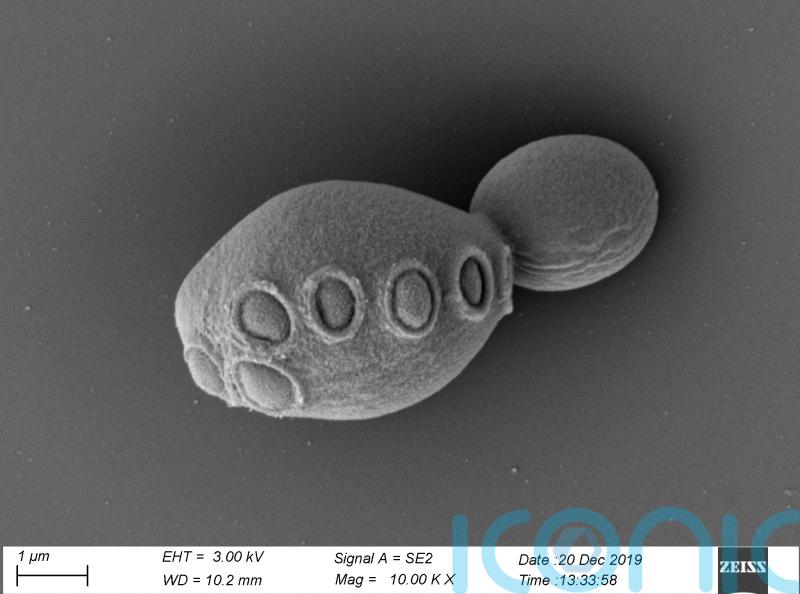 Scientists create baker’s yeast with more than 50% synthetic DNA