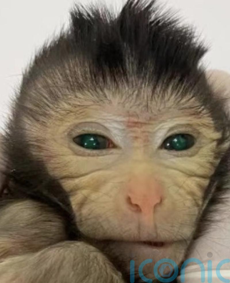 Scientists report first live birth of ‘chimeric’ monkey