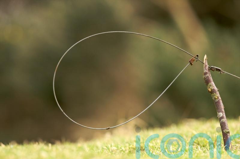 Scottish ministers reject call for snare licensing scheme and opt for full ban