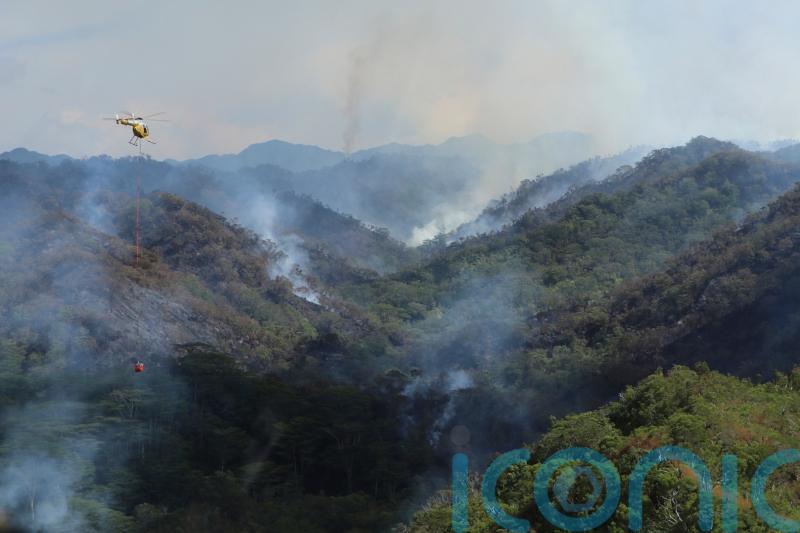 Hawaii wildfire destroys parts of rainforest home to fragile species