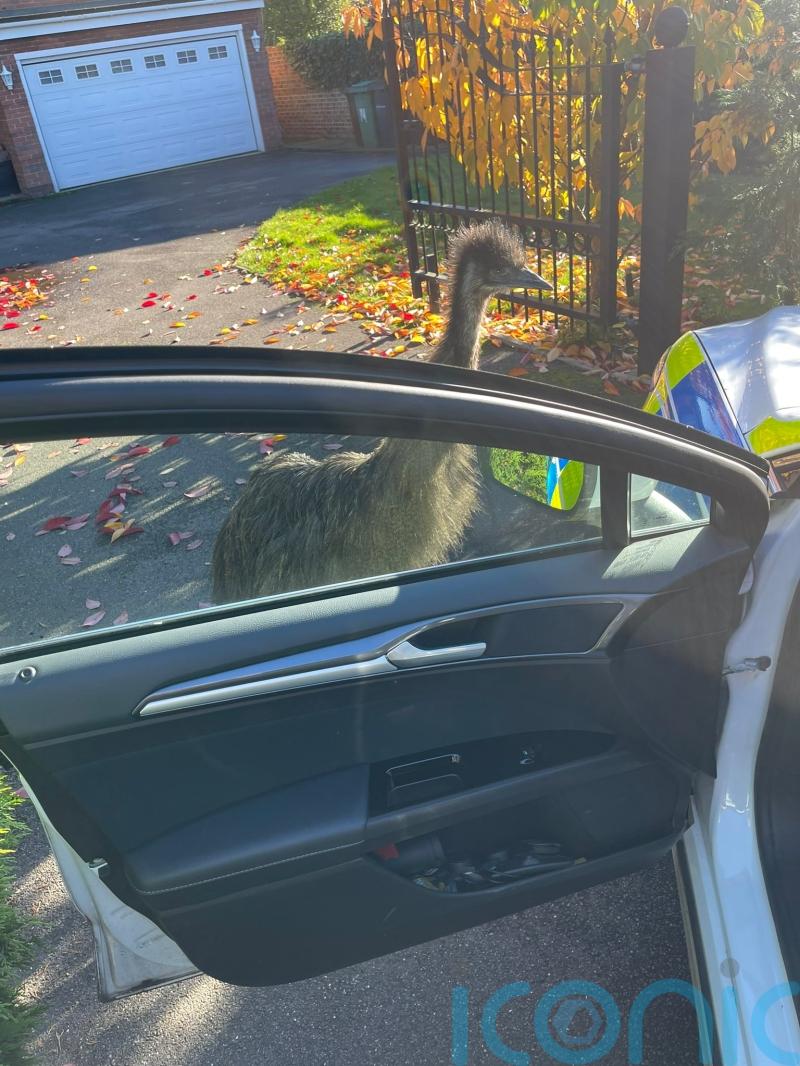 Escaped emu Rodney taken home by police after knocking on door with beak