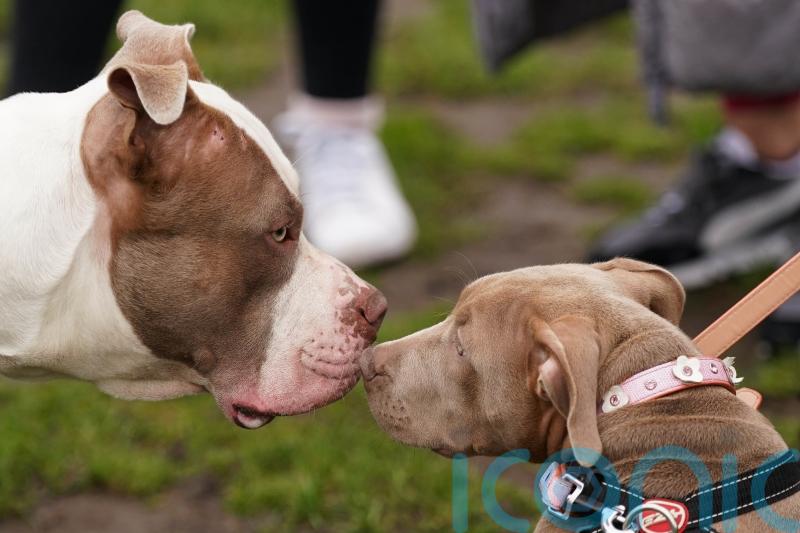 Applications opened for owners to register XL bully dogs