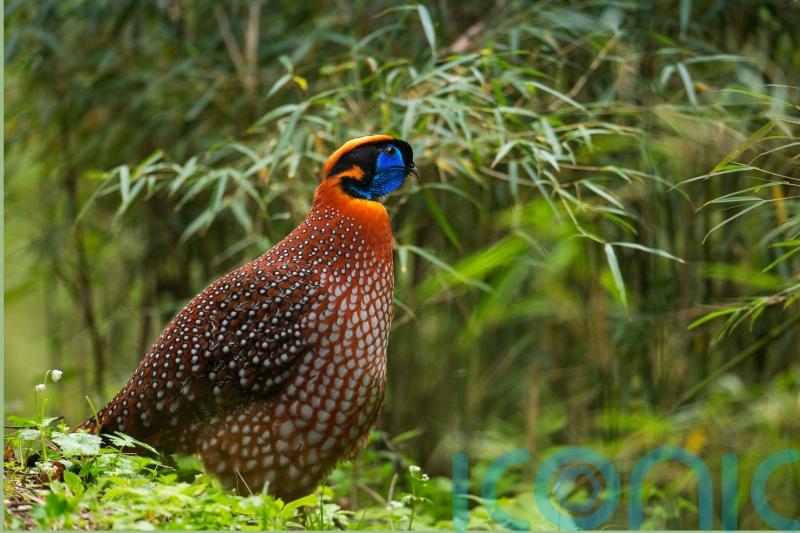 David Attenborough describes rare bird’s comical dance routine on Planet Earth