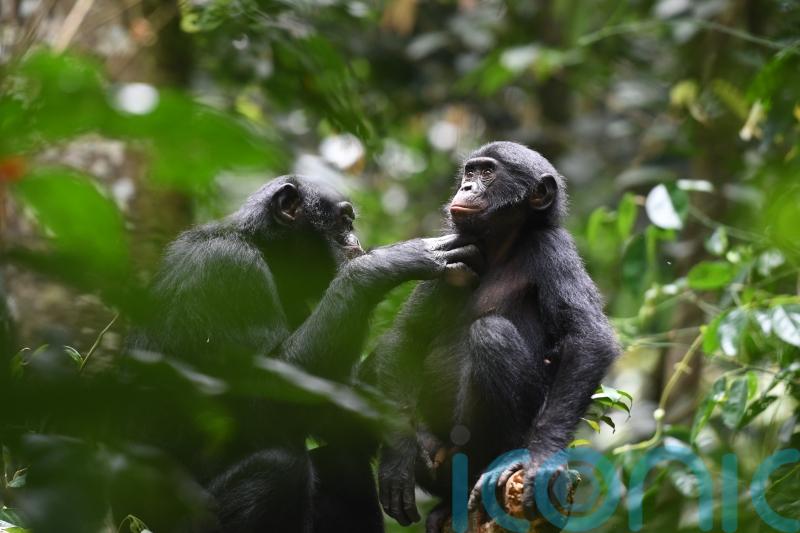 Bonobos make friends outside their group and help each other like humans – study
