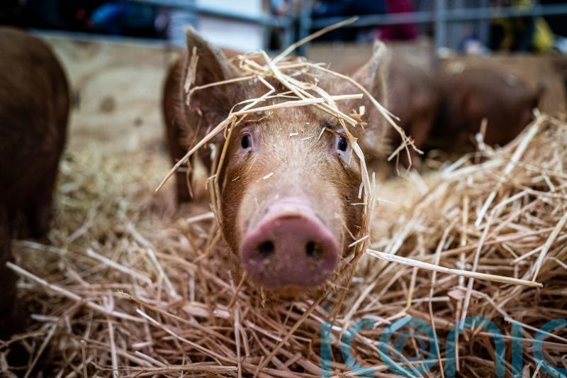 In Pictures: Pig in a pose at the Cornish Winter Fair