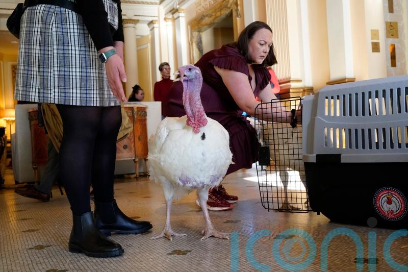 Turkeys set for presidential pardon as part of US Thanksgiving tradition