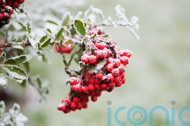 The best shrubs to grow for festive winter berries