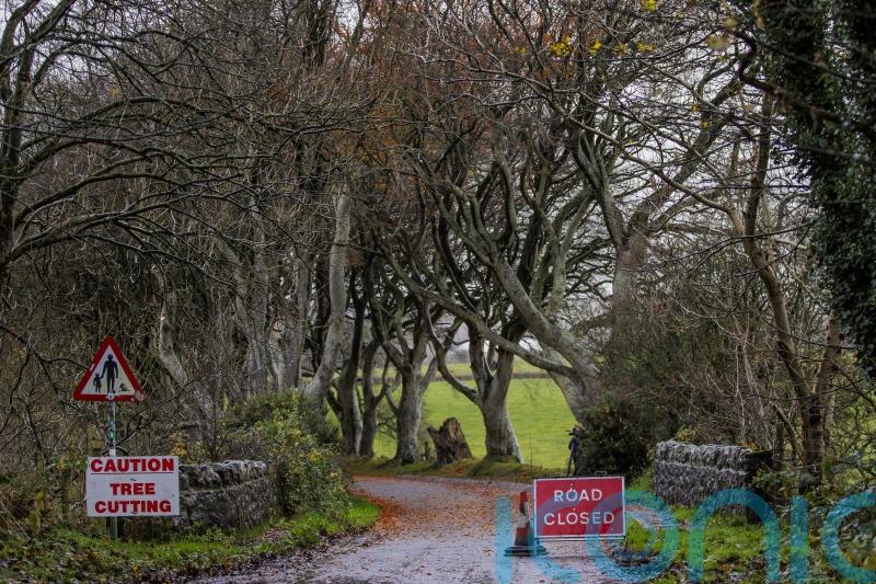 Work begins in operation to cut down trees made famous by Game Of Thrones
