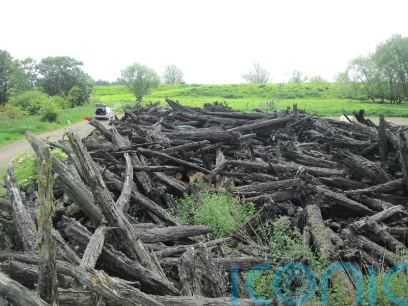 Fens were once dominated by forests of yew trees, research suggests