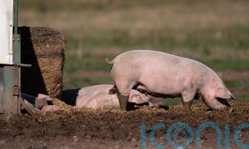 First human case of swine flu strain H1N2 detected &ndash; what does this mean?