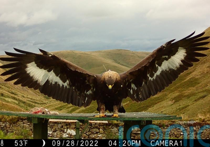 Missing golden eagle ‘believed to have come to harm’, police say