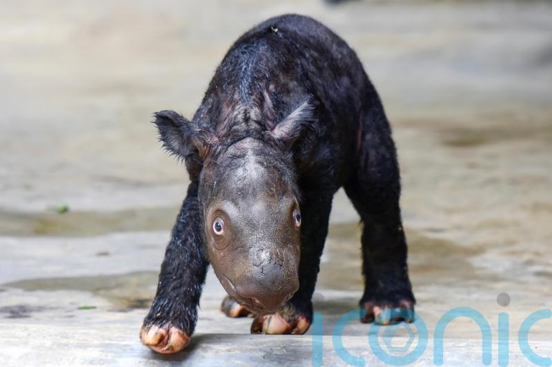 Critically endangered Sumatran rhino born on Indonesian island