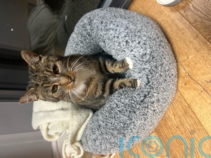 ‘Christmas miracle’ for family as their cat returns after 11 years