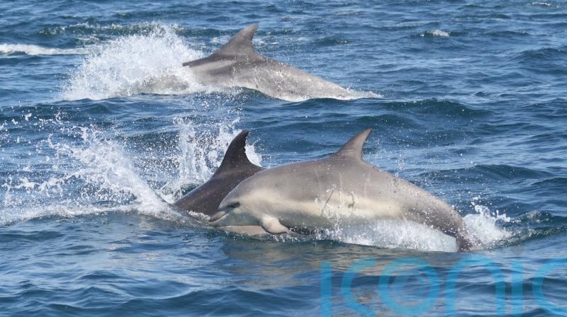 England’s only bottlenose dolphin pod at risk of extinction, says study