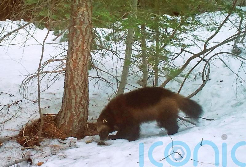 Wolverines set for US government protection amid climate change threat