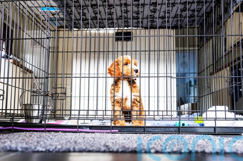 Buying pet from puppy farms could fund organised crime, families warned