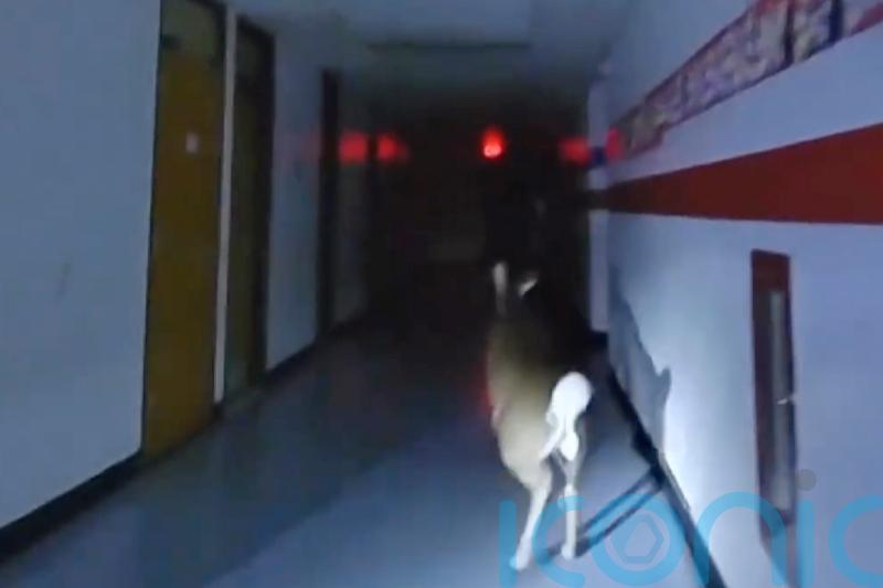 Deer&rsquo;s escape after breaking into US school captured on police bodycams
