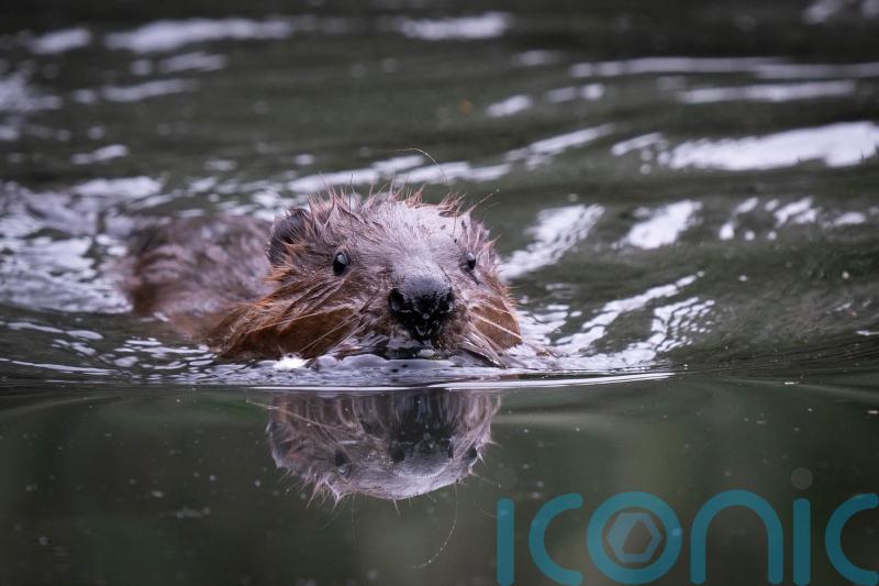 Beavers to return to Cairngorms after 400 years