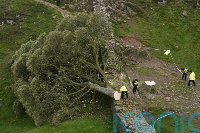 Hopes the Sycamore Gap tree will live on as cuttings show signs of viability