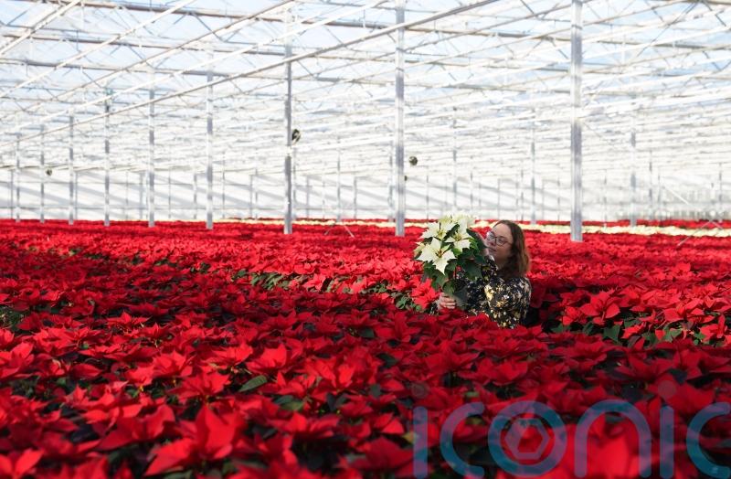 Grower produces rarer white variety of poinsettia house plant