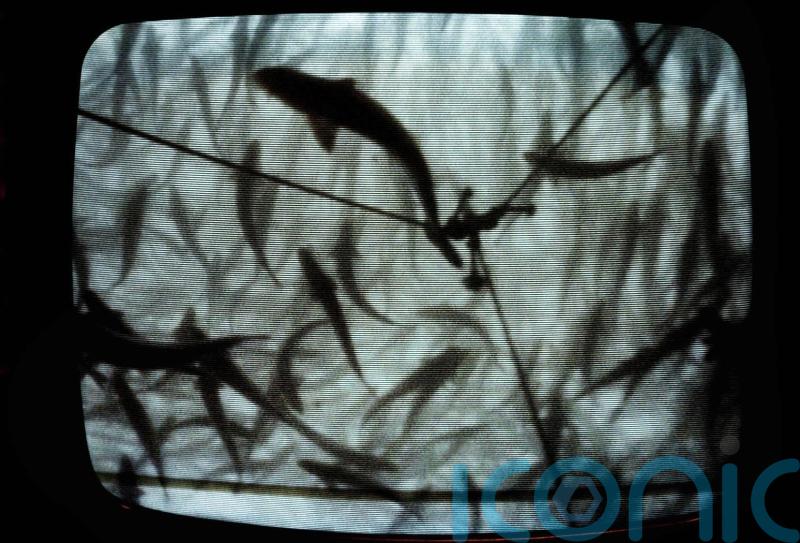 Wild salmon protection zones to be brought in next year