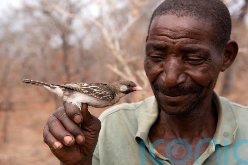 Wild birds ‘distinguish between calls made by different African tribes’ – study